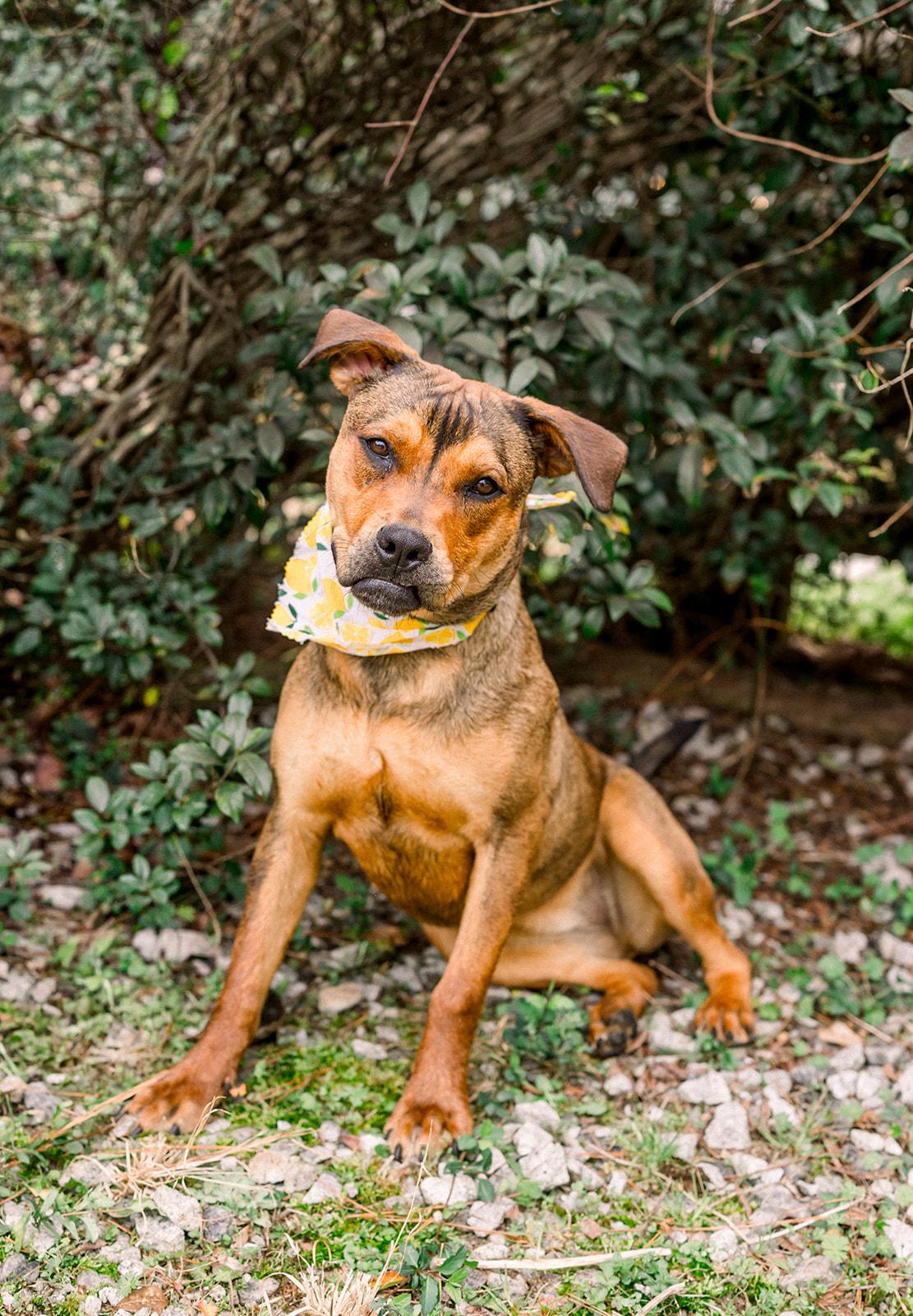 Enlarge FIGGY PUDDIN, a ADOPTABLE mixed breed in Newborn, GA image 2/6