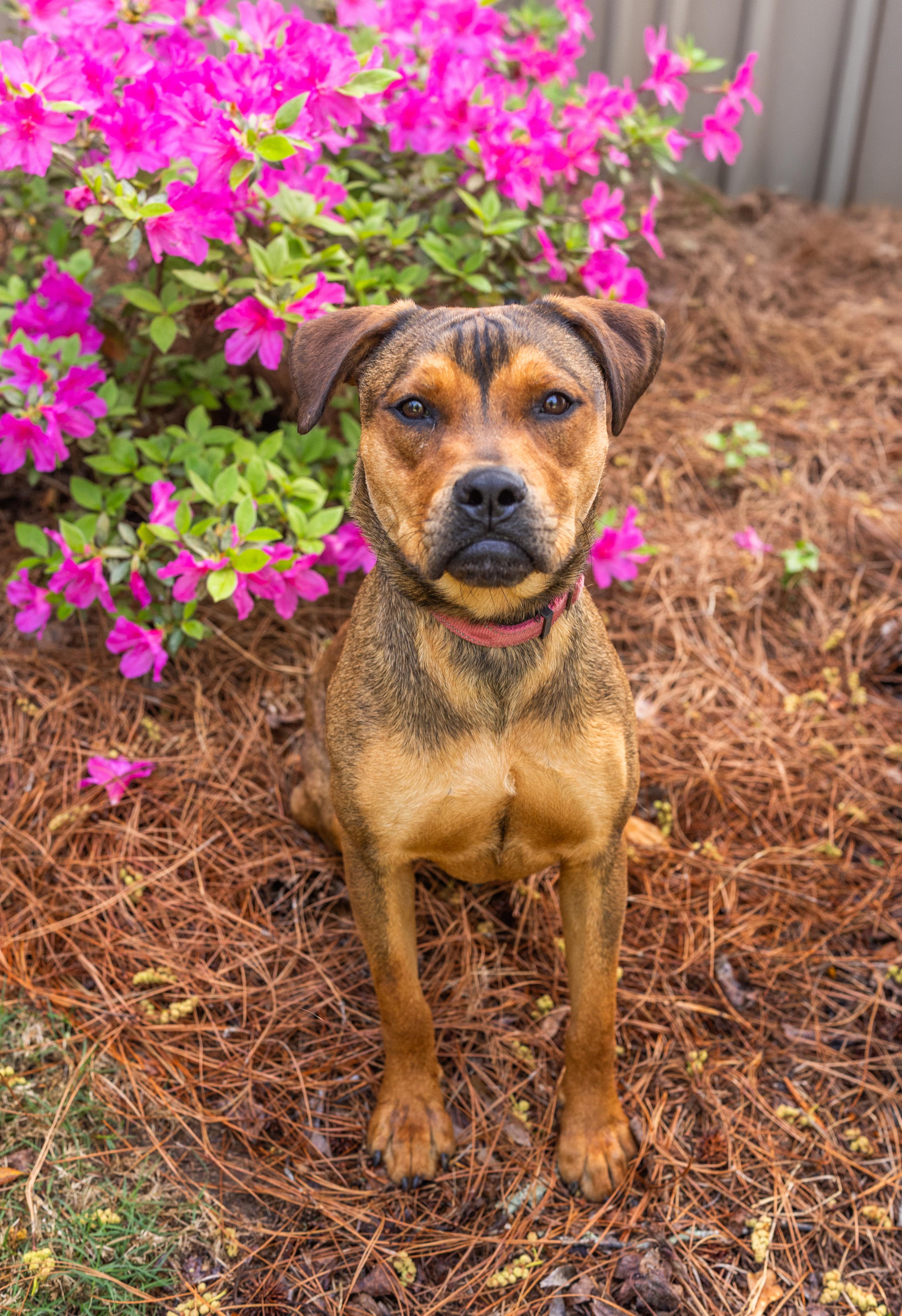 Enlarge FIGGY PUDDIN, a ADOPTABLE mixed breed in Newborn, GA image 1/6