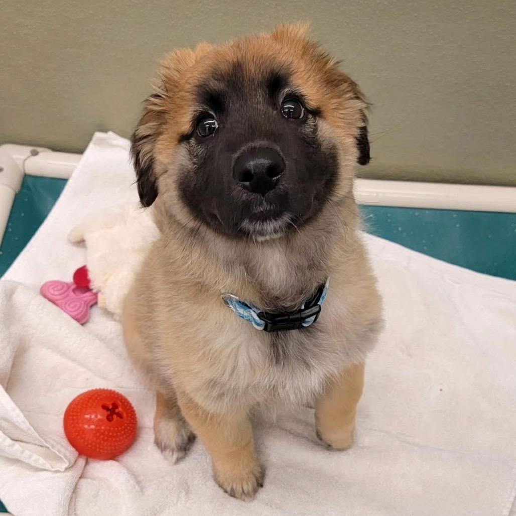 Buddy, Adoptable, Puppy Male German Shepherd Dog & Yellow Labrador Retriever.