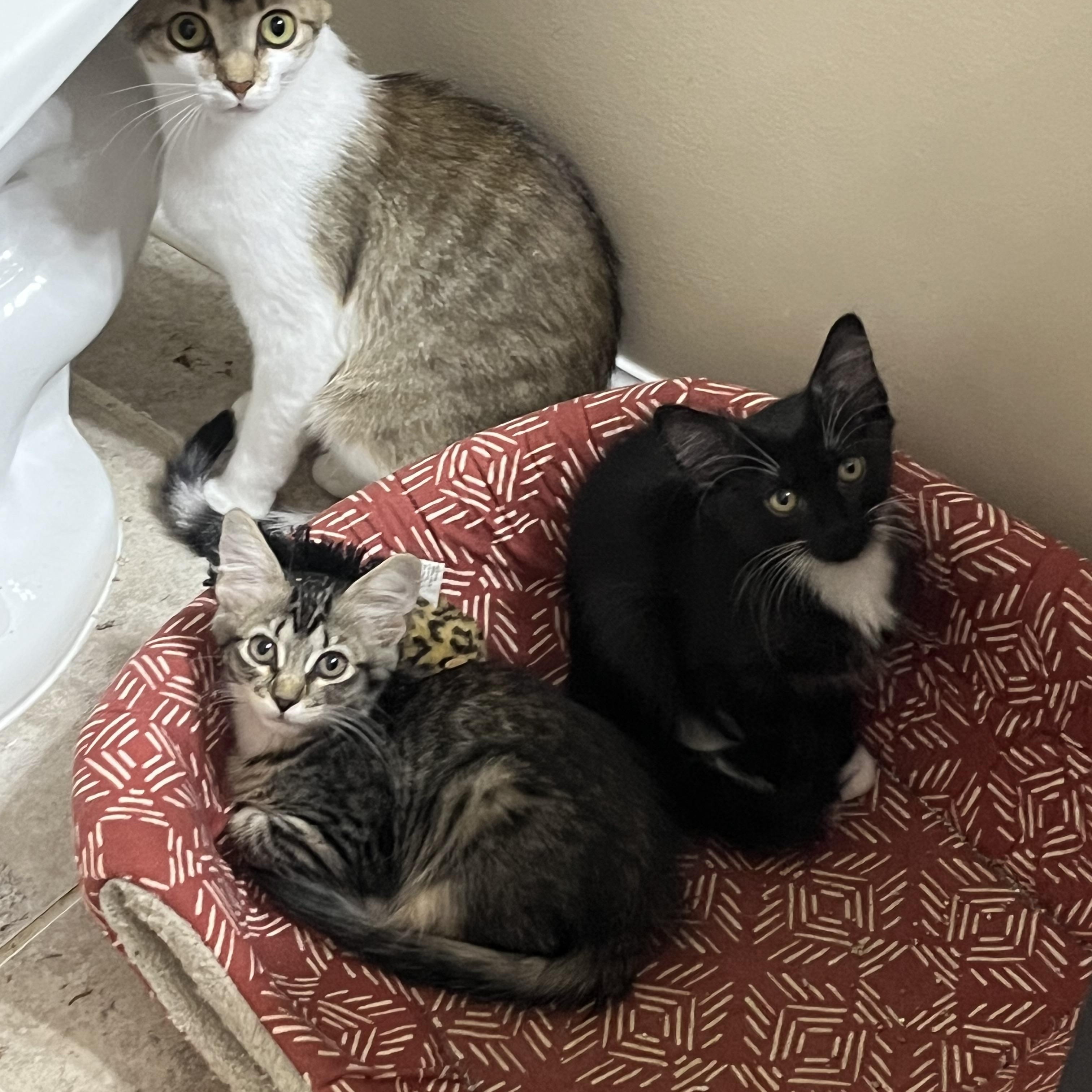 Enlarge Bonita (polydactyl), a Adoptable Domestic Short Hair in Woodstock, GA image 2/4