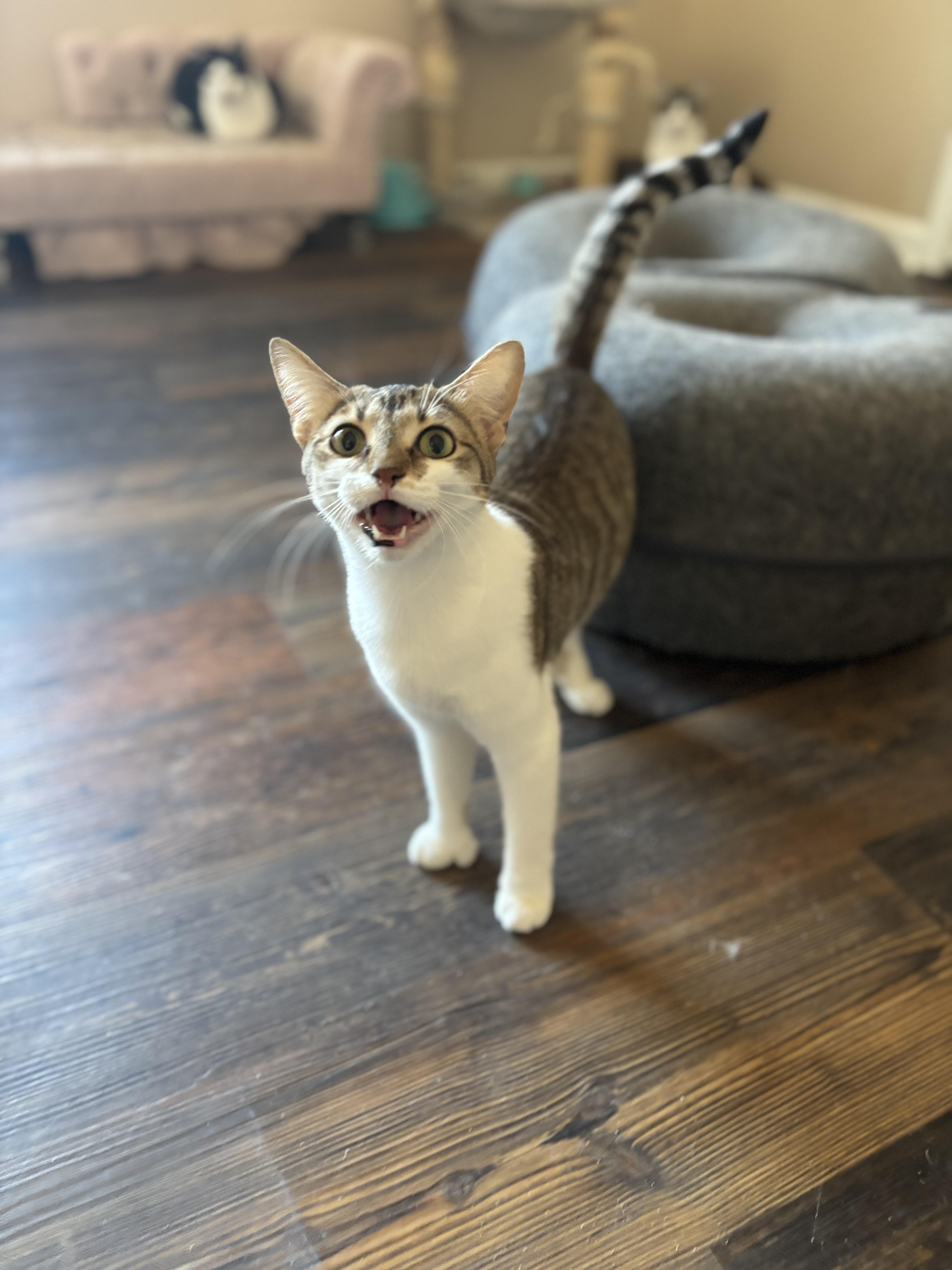 Enlarge Bonita (polydactyl), a Adoptable Domestic Short Hair in Woodstock, GA image 2/4