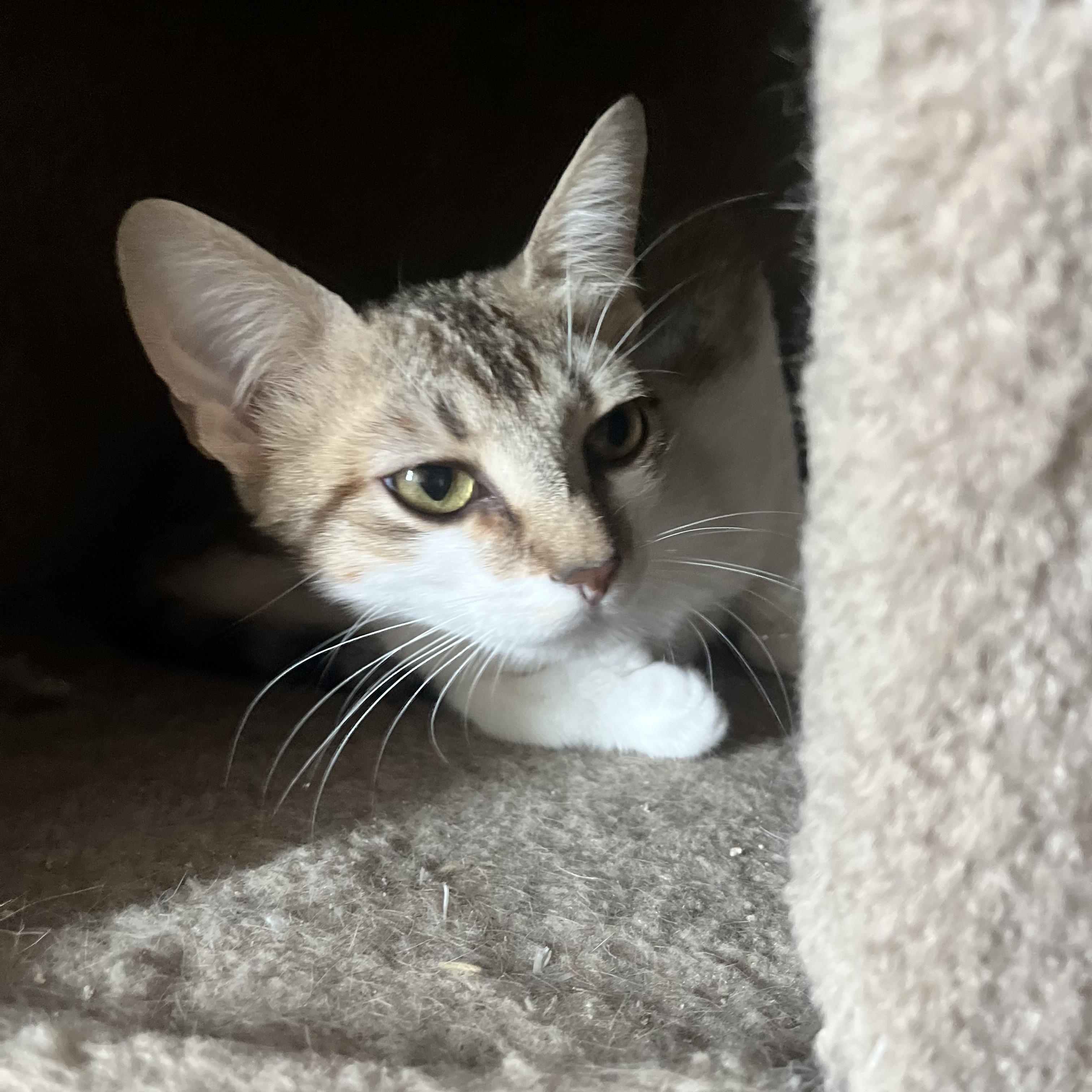 Enlarge Bonita (polydactyl), a Adoptable Domestic Short Hair in Woodstock, GA image 3/4