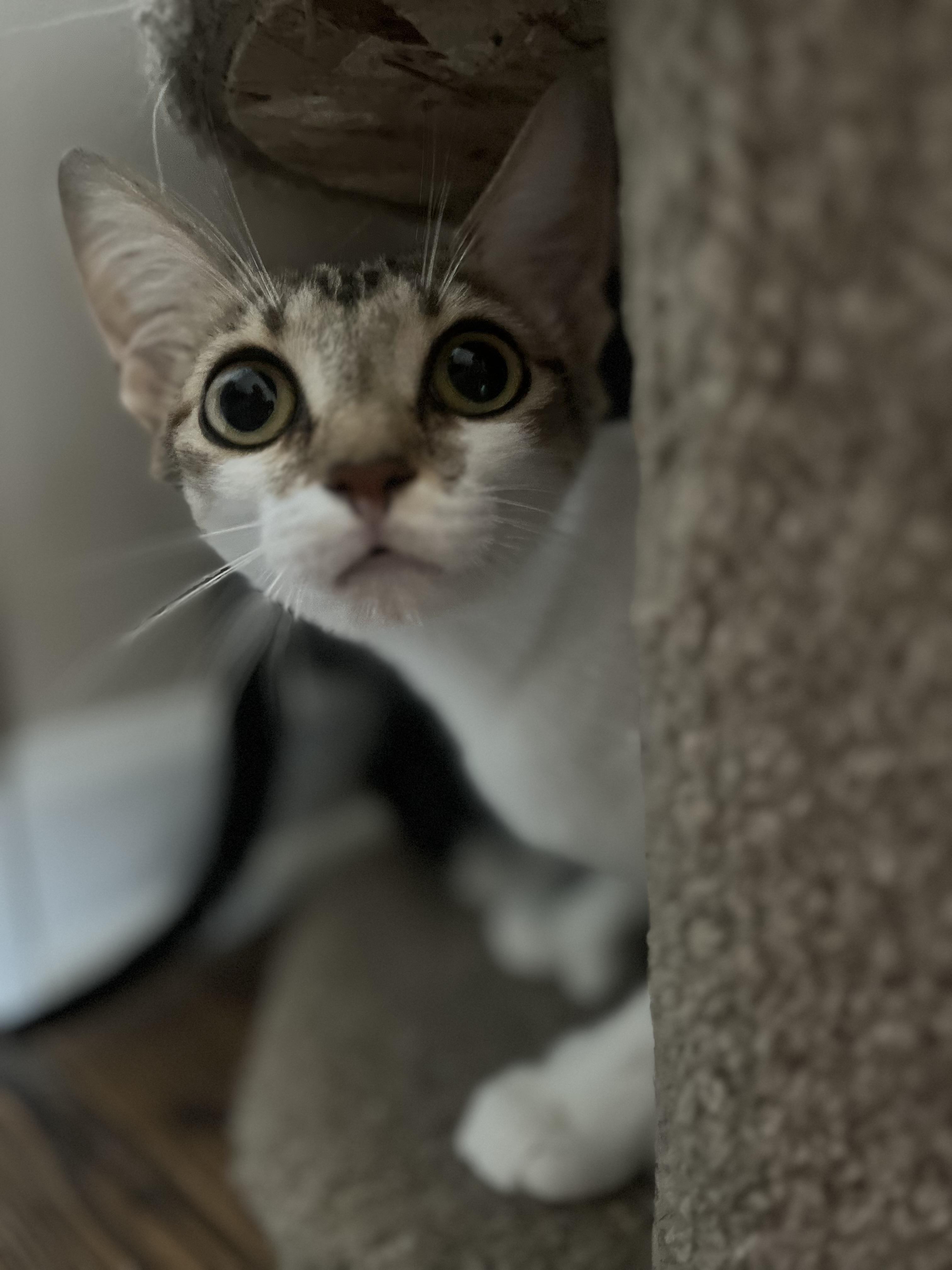 Bonita (polydactyl), Adoptable, Young Female Domestic Short Hair.