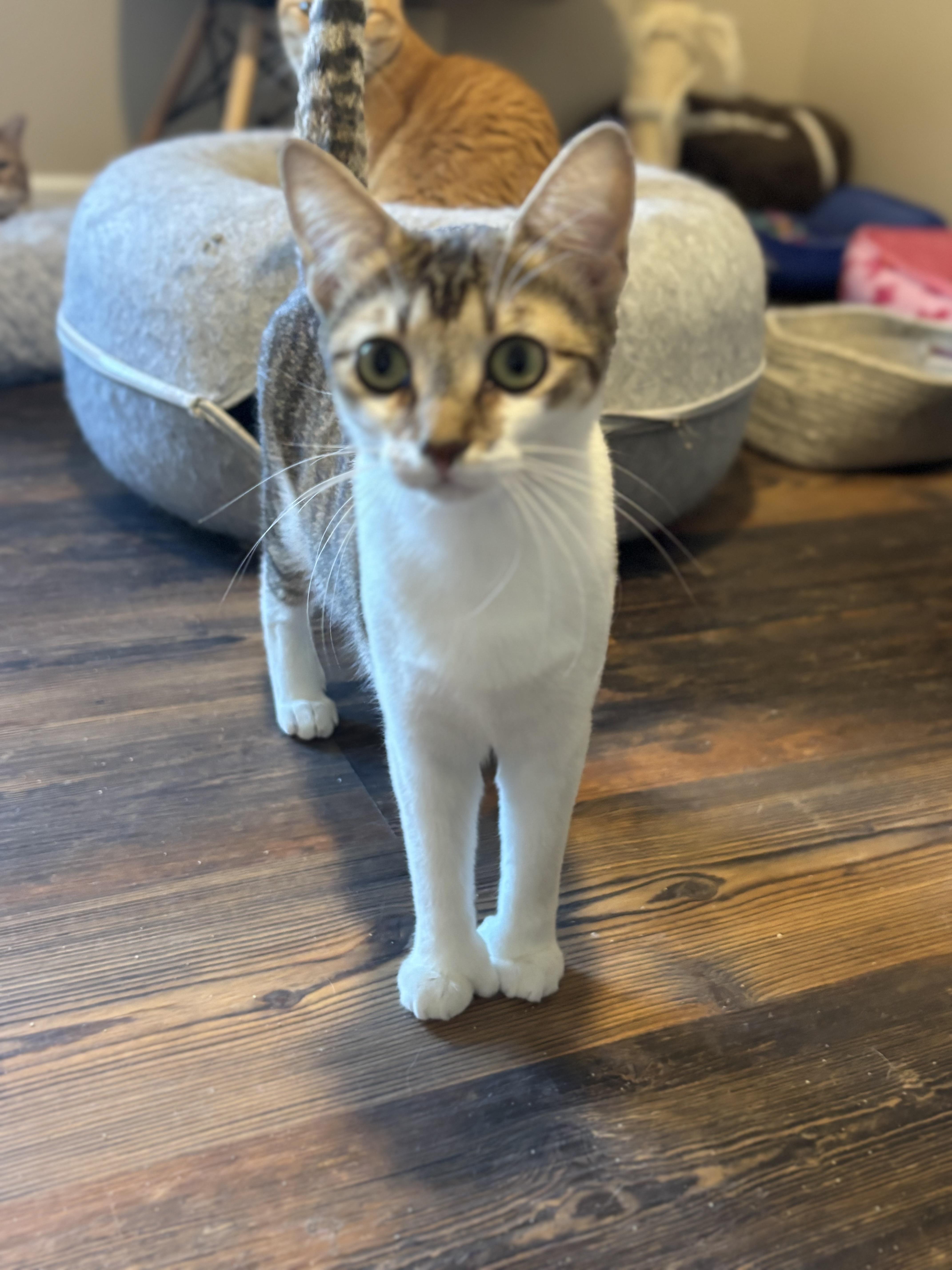 Enlarge Bonita (polydactyl), a Adoptable Domestic Short Hair in Woodstock, GA image 4/4