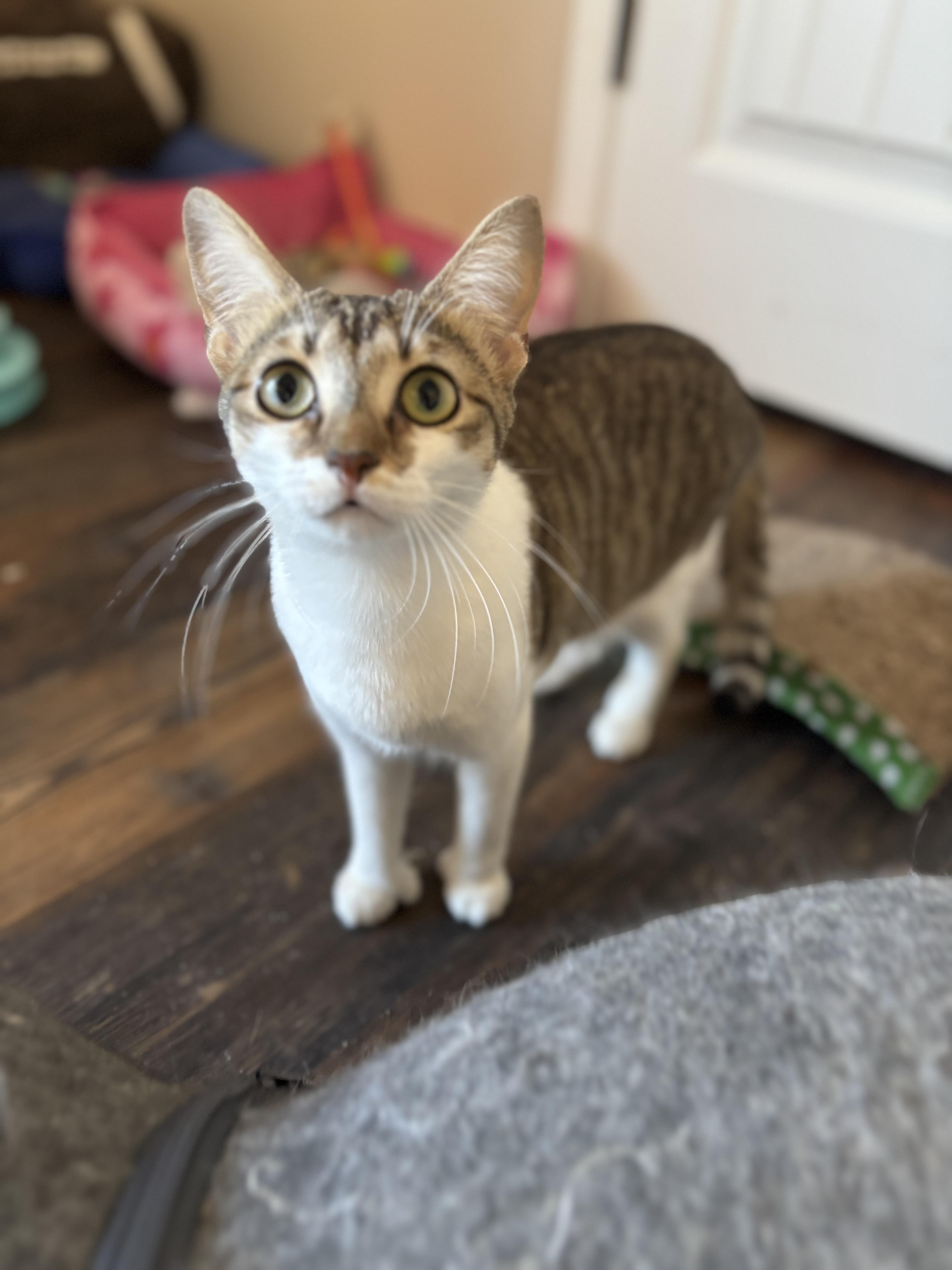 Enlarge Bonita (polydactyl), a Adoptable Domestic Short Hair in Woodstock, GA image 1/4