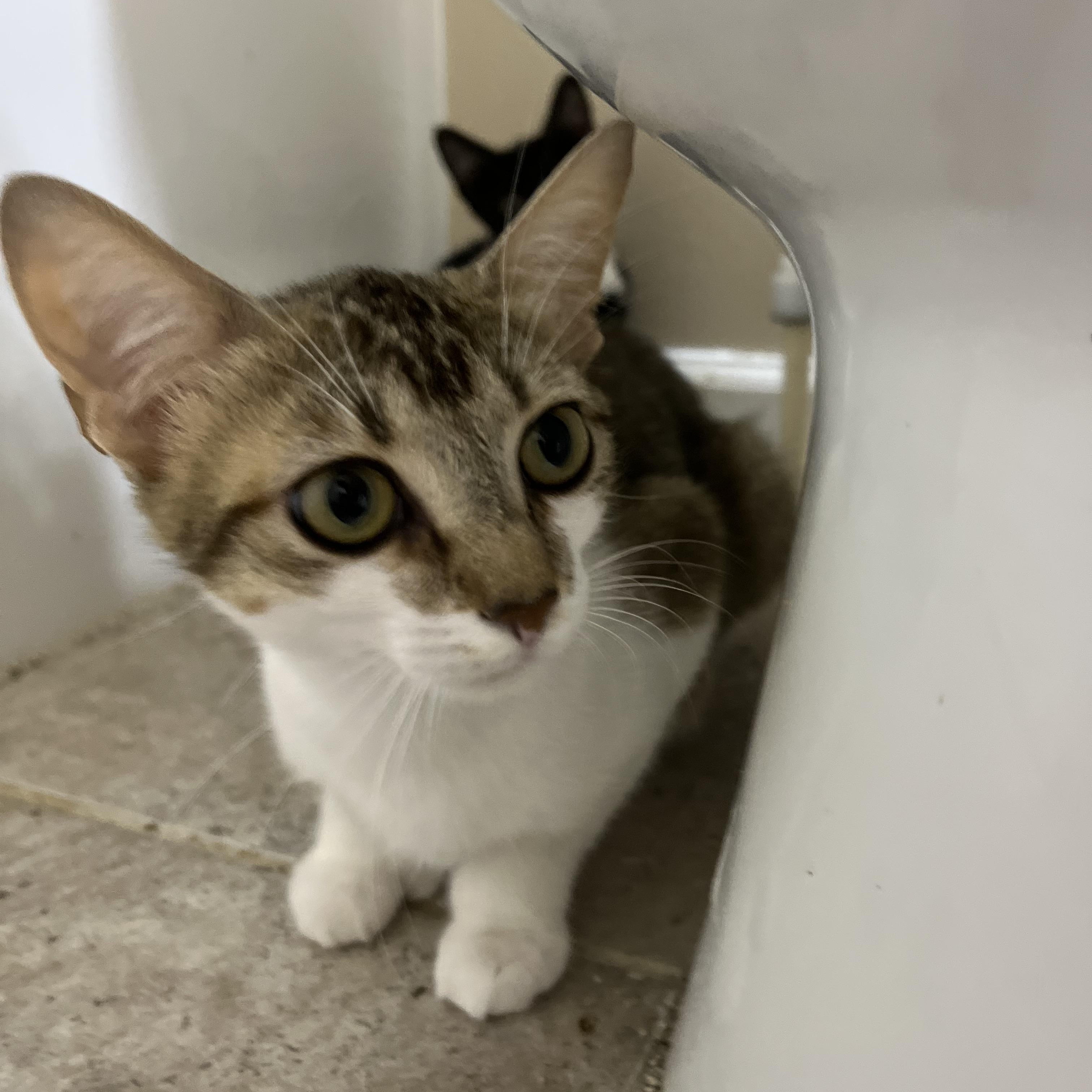 Enlarge Bonita (polydactyl), a Adoptable Domestic Short Hair in Woodstock, GA image 4/4