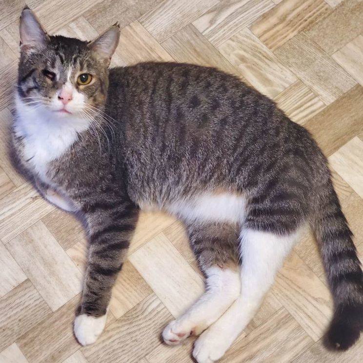 Enlarge Keller, a Adoptable Domestic Short Hair in Mansfield, OH image 2/4