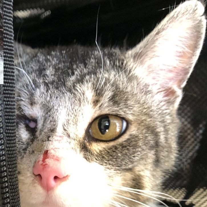 Enlarge Keller, a Adoptable Domestic Short Hair in Mansfield, OH image 3/4