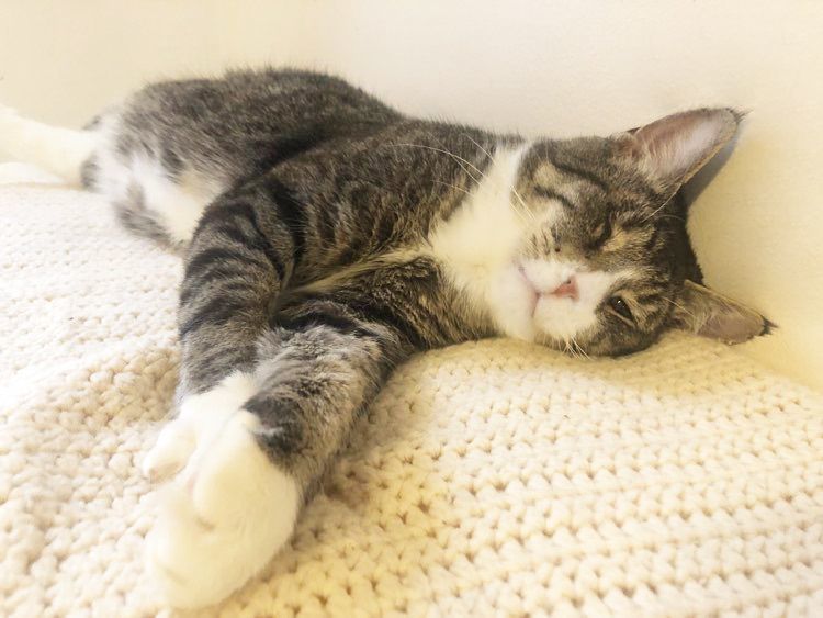 Enlarge Keller, a Adoptable Domestic Short Hair in Mansfield, OH image 4/4