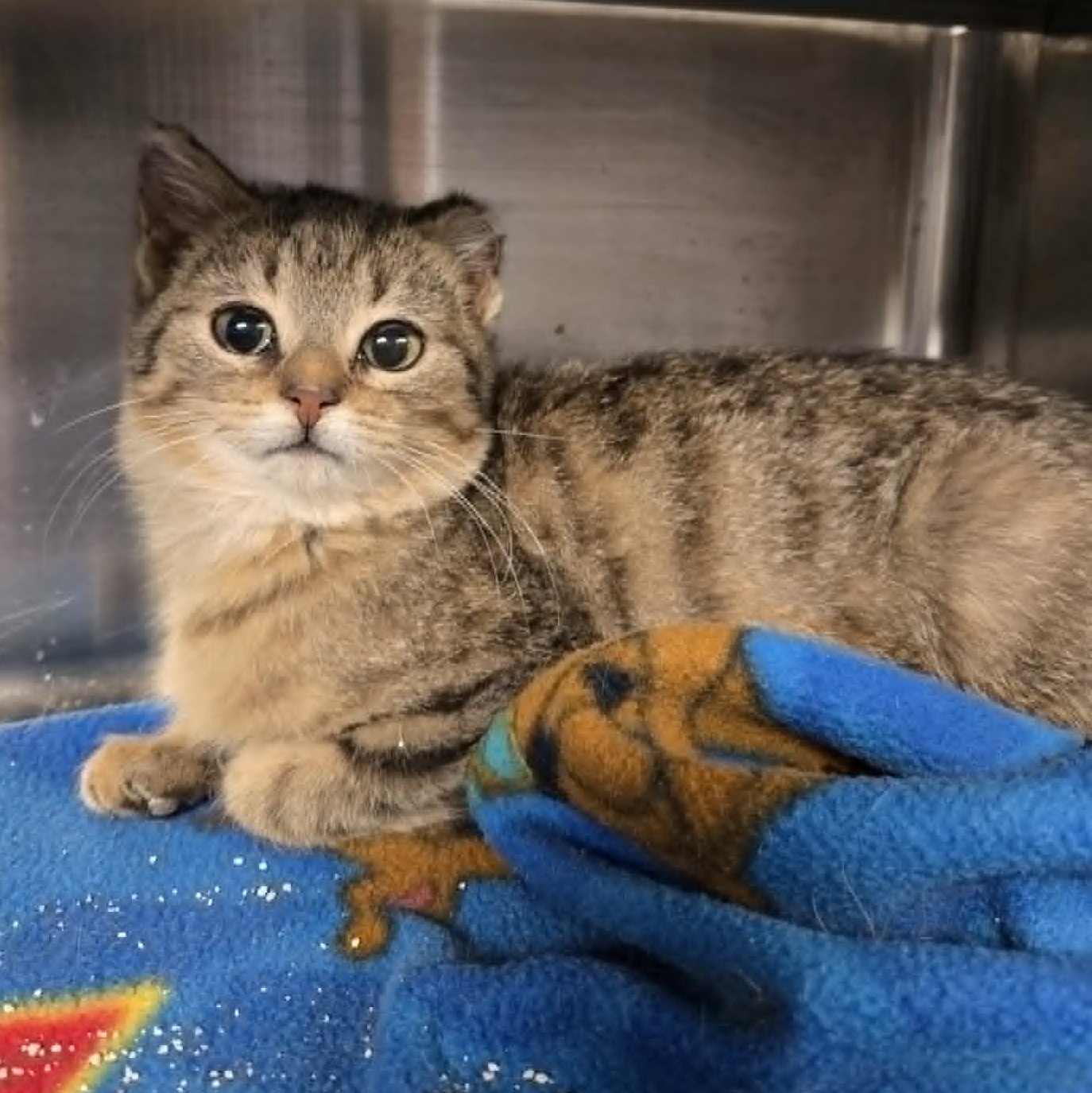 Enlarge Lux, an adoption pending Domestic Short Hair in Watertown, WI image 1/1