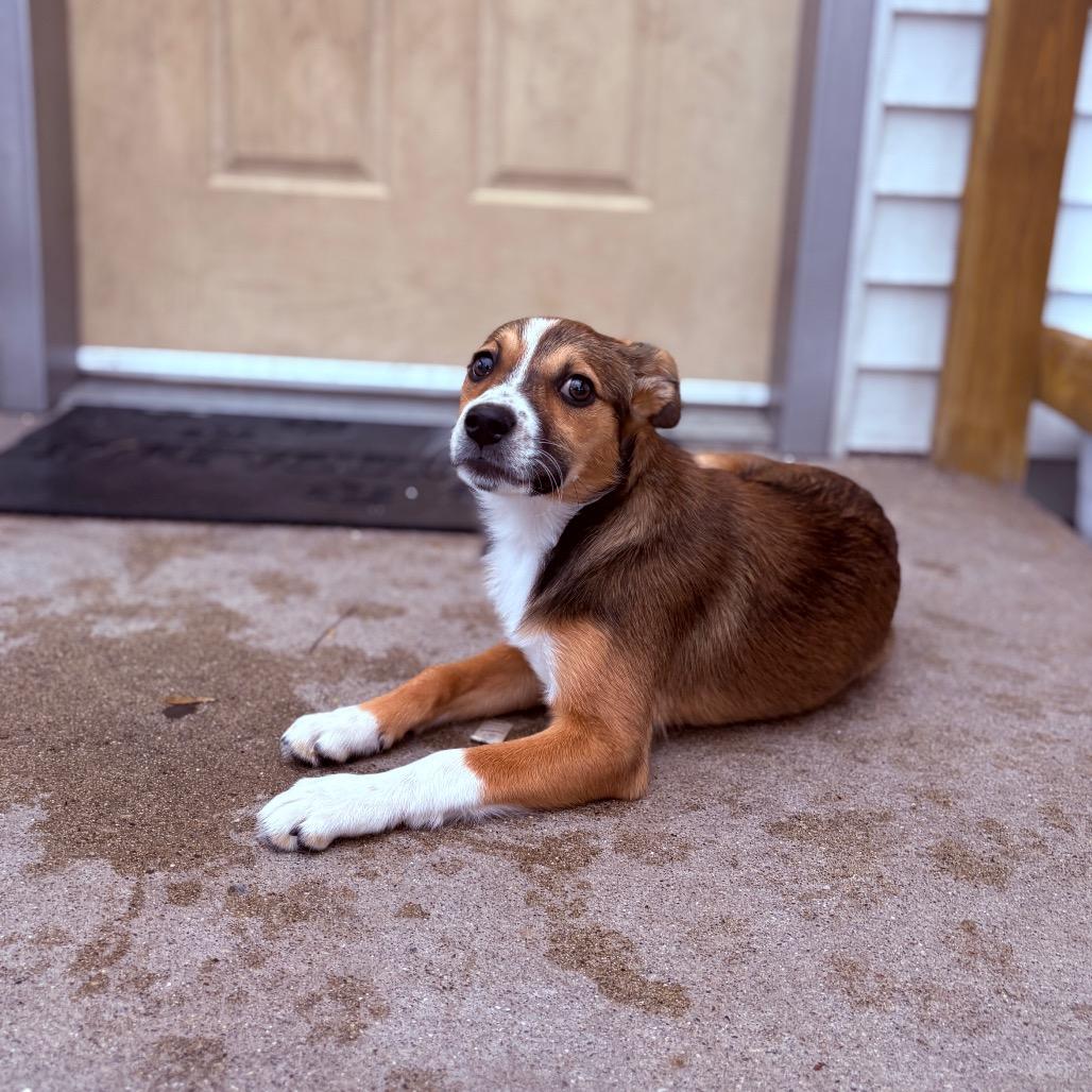 Enlarge Beanie Baby , an adoptable mixed breed in Fenton, MI image 1/2