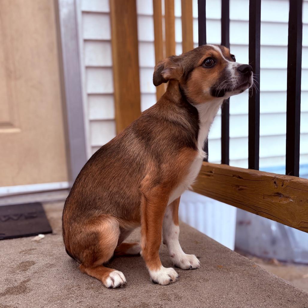 Enlarge Beanie Baby , an adoptable mixed breed in Fenton, MI image 2/2