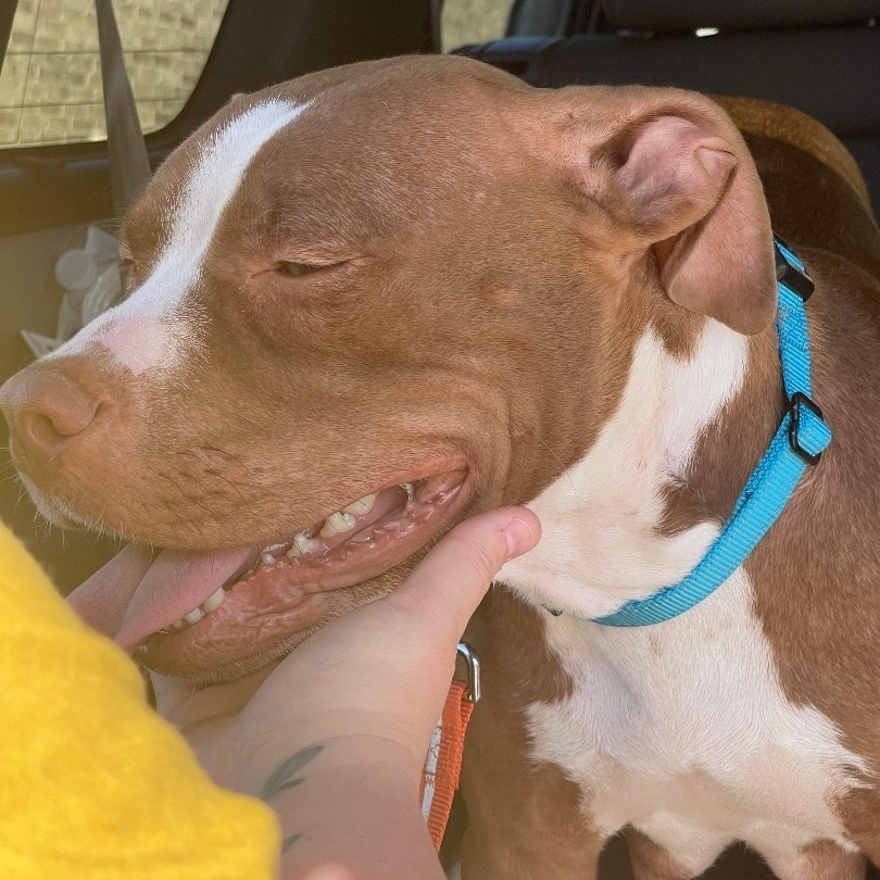 Stella, Adoptable, Adult Female Pit Bull Terrier.