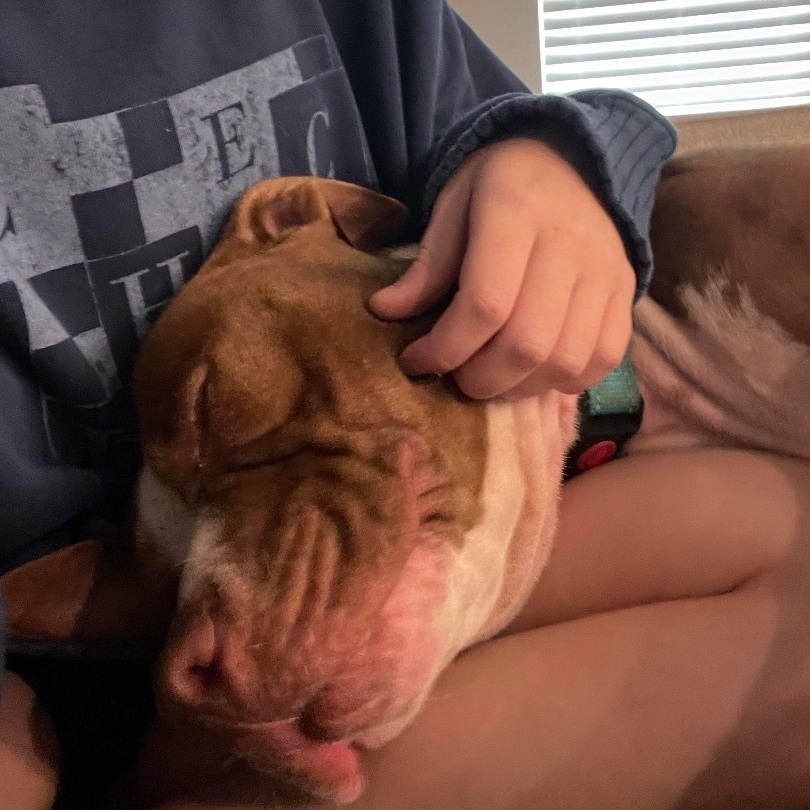 Stella, a Adoptable mixed breed in Colorado Springs, CO image 4/12