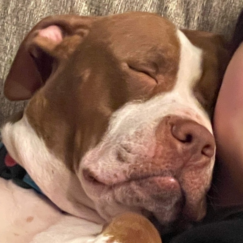 Stella, a Adoptable mixed breed in Colorado Springs, CO image 5/12