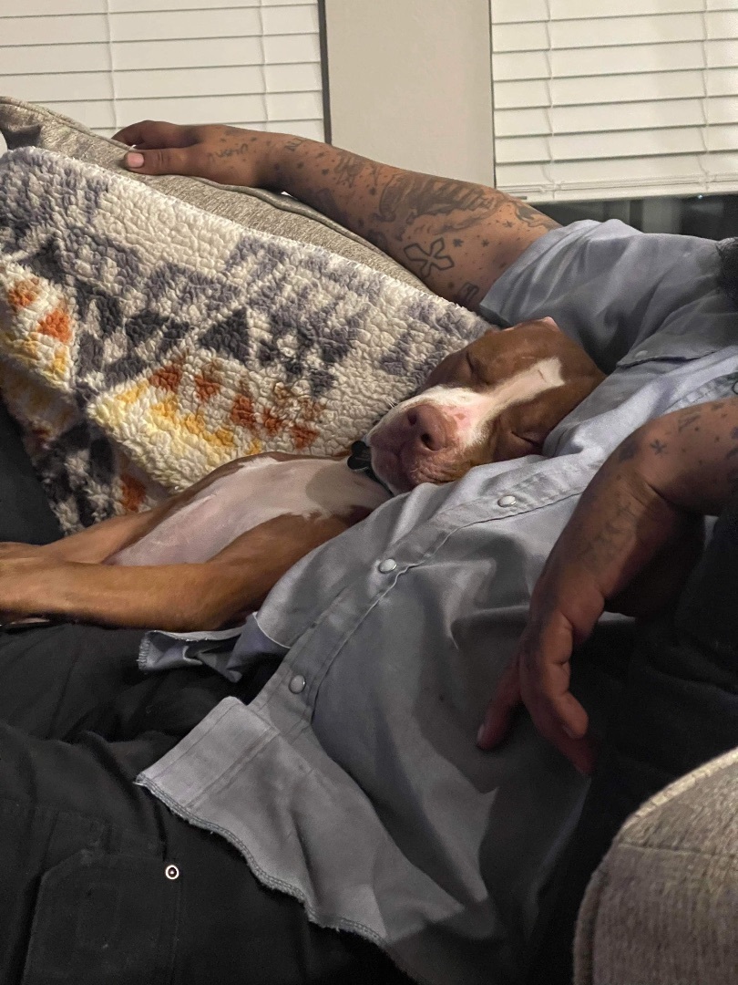 Stella, a Adoptable mixed breed in Colorado Springs, CO image 6/12