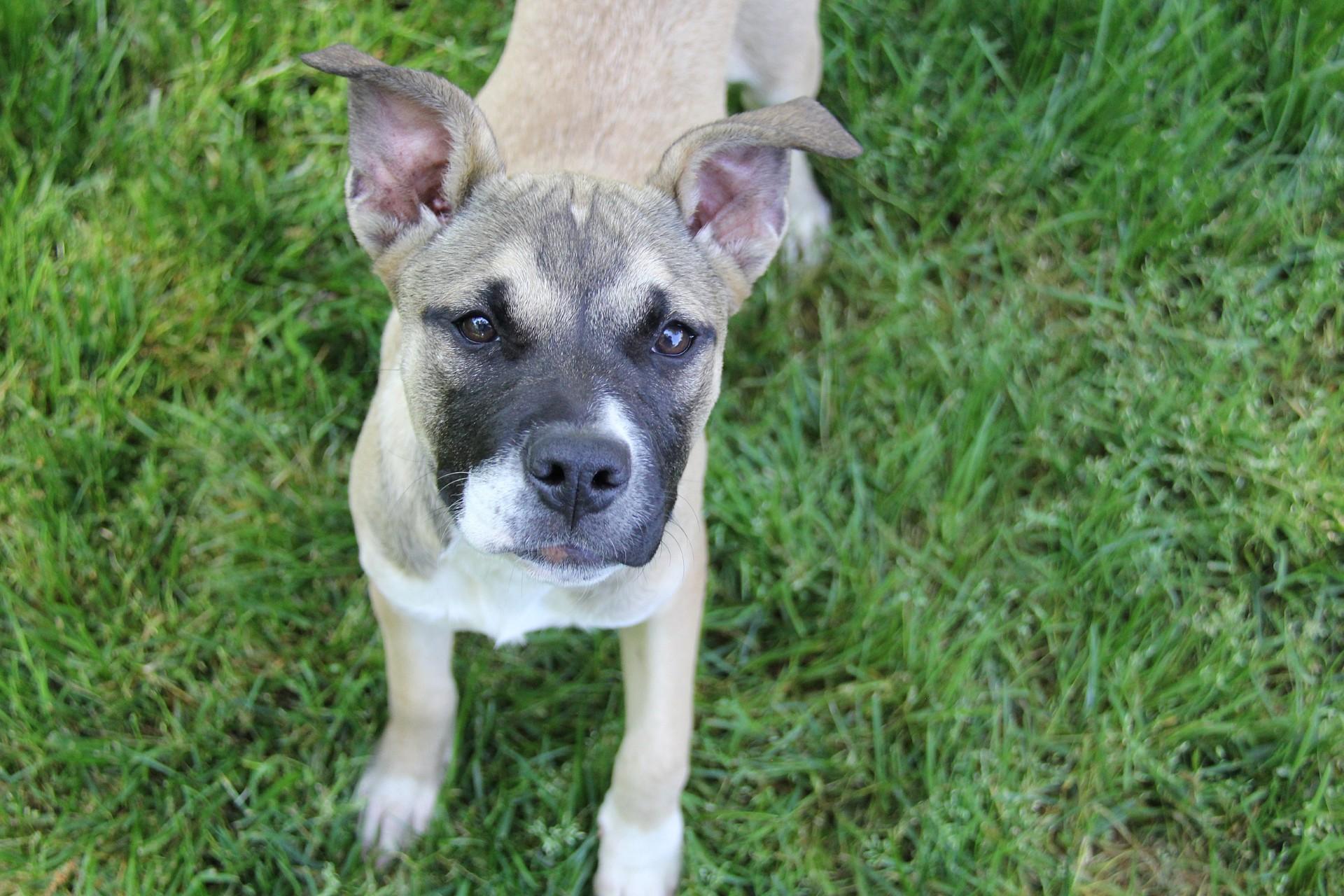 Enlarge Charlotte (Charlie), a Adoptable mixed breed in Monroe, NC image 3/4
