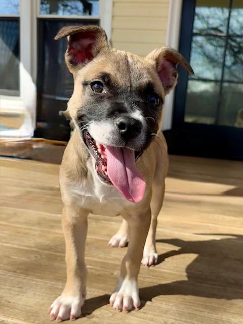 Charlotte (Charlie), Adoptable, Puppy Female Labrador Retriever.