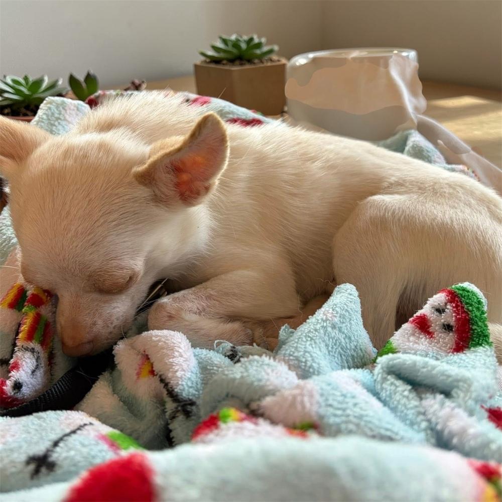 Enlarge Cabezon, a Adoptable mixed breed in Bellingham, WA image 4/4