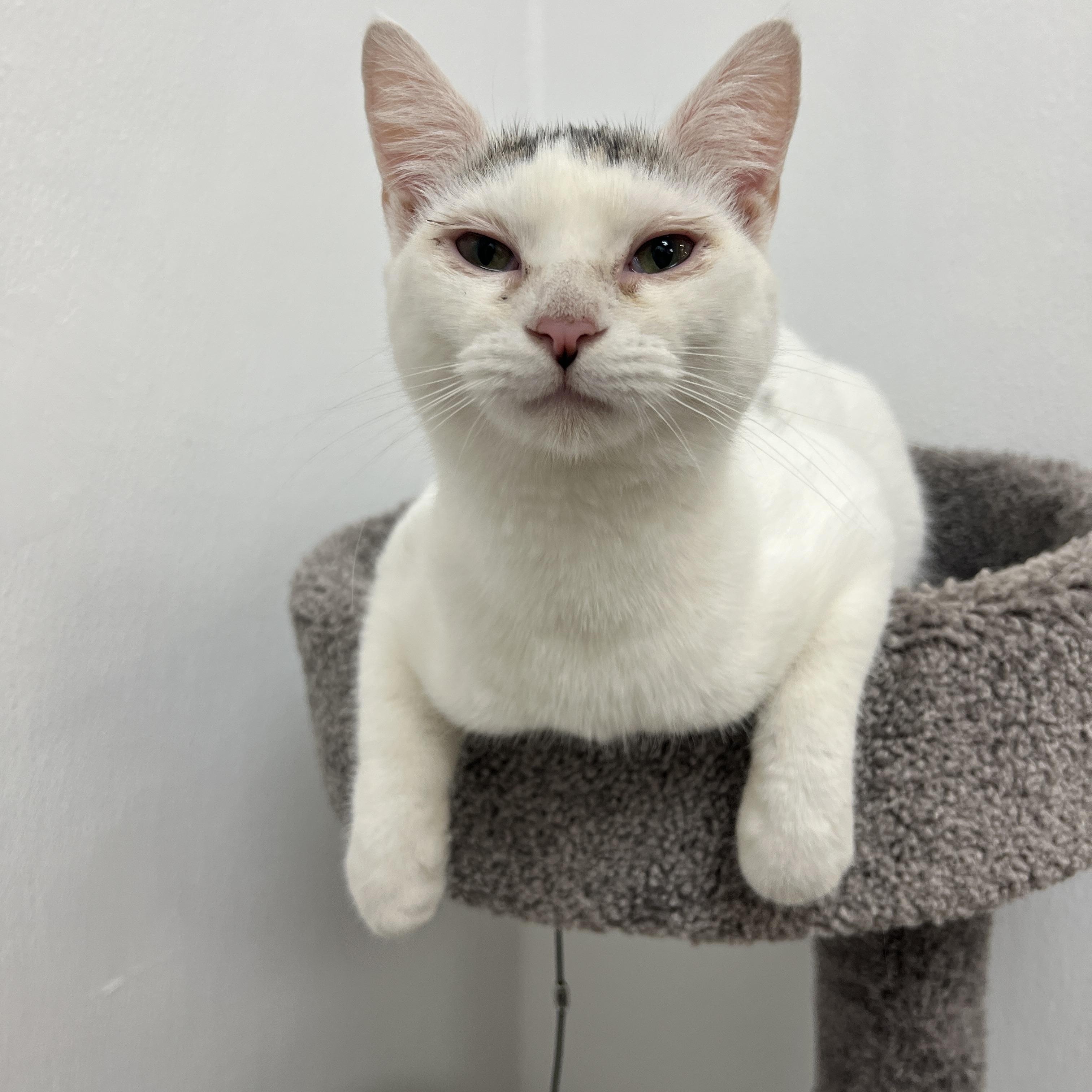 Blizzard, Adoptable, Kitten Female Domestic Short Hair.