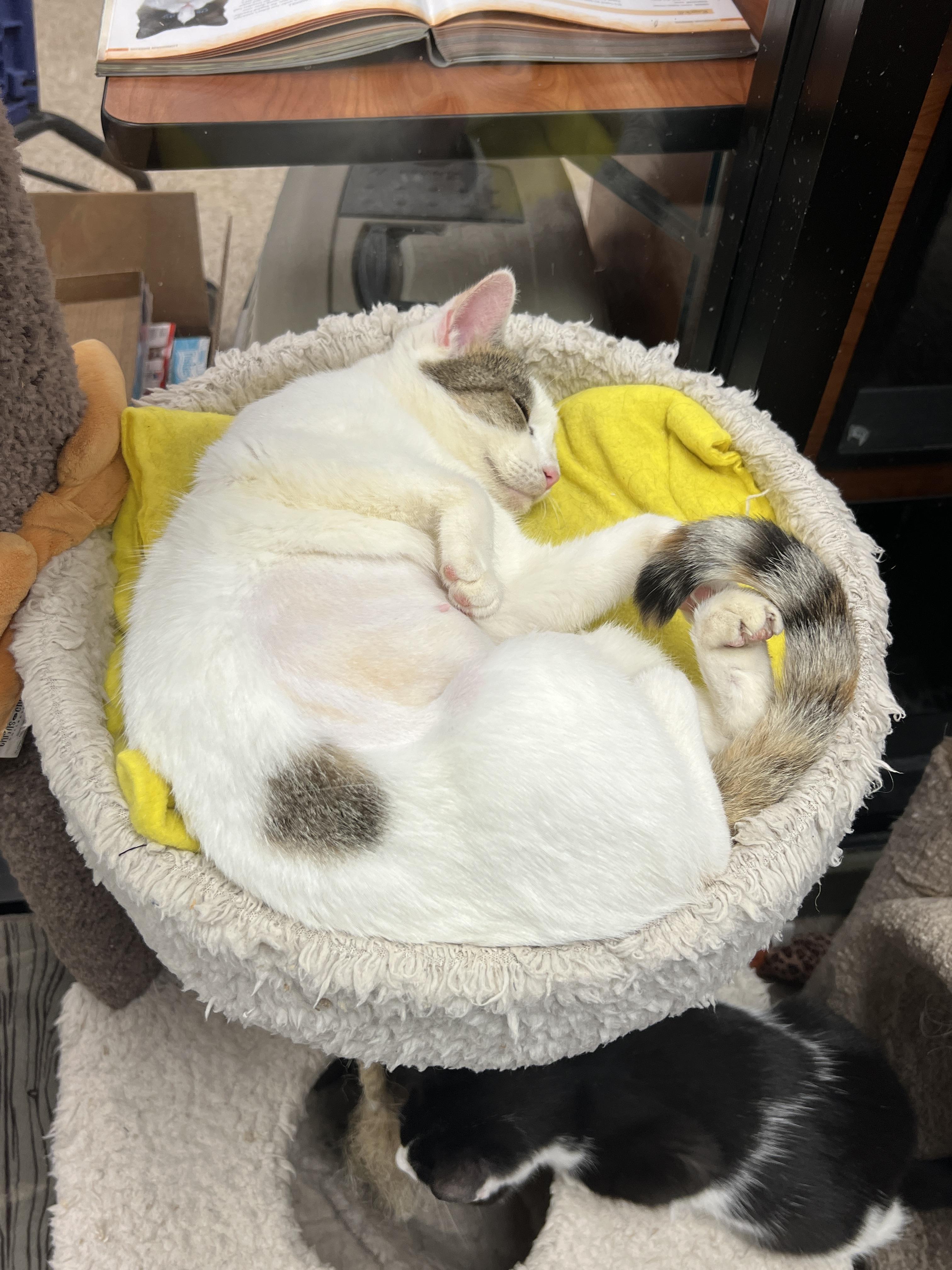 Enlarge Blizzard, a Adoptable mixed breed in Palmetto, FL image 1/3