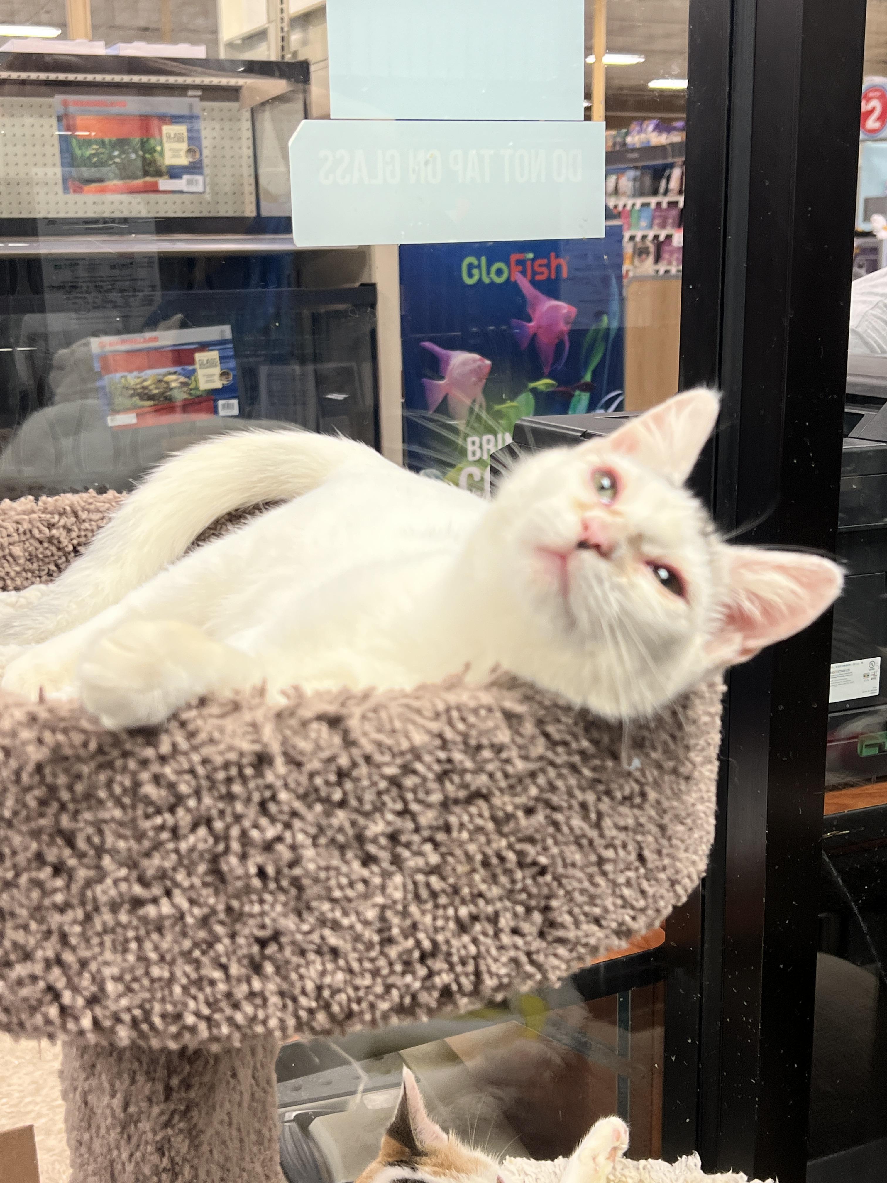 Enlarge Blizzard, a Adoptable mixed breed in Palmetto, FL image 2/3