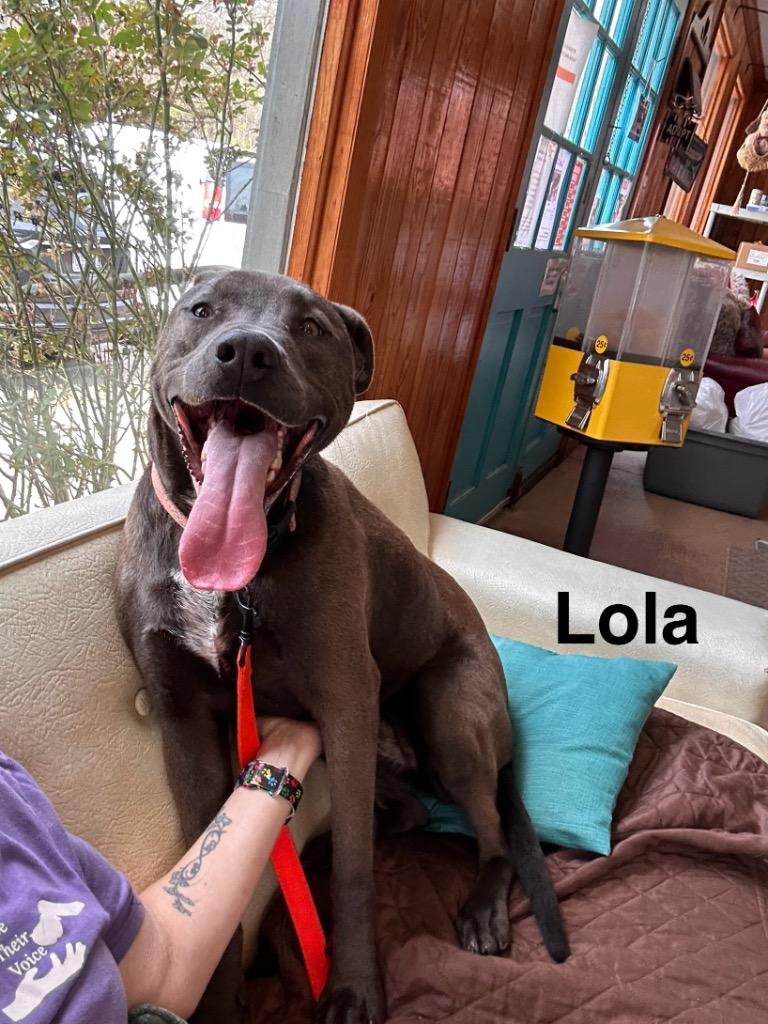 Enlarge Tiana (Lola), a Adoptable Labrador Retriever in Rutherfordton, NC image 2/5