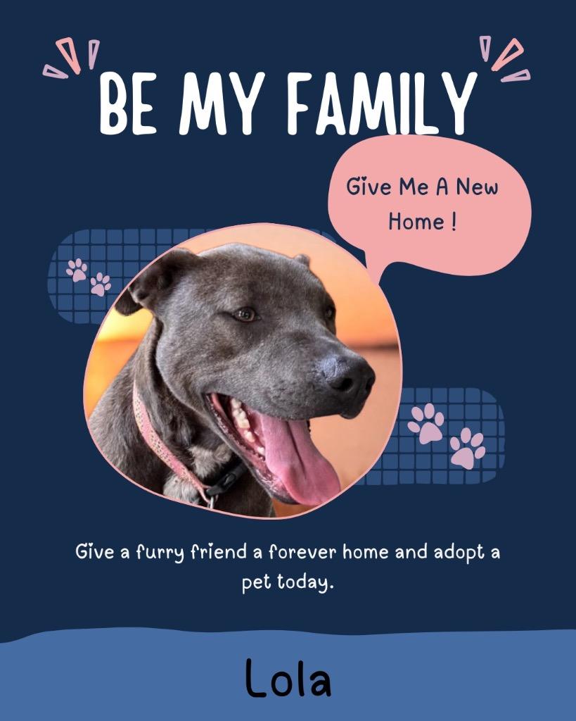 Tiana (Lola), a Adoptable Labrador Retriever in Rutherfordton, NC image 1/5