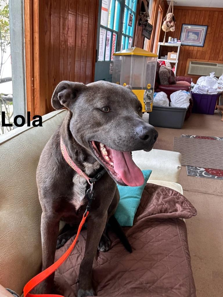 Tiana (Lola), a Adoptable Labrador Retriever in Rutherfordton, NC image 2/5