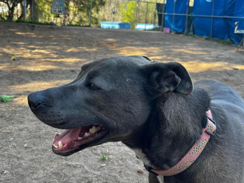 Enlarge Tiana (Lola), a Adoptable Labrador Retriever in Rutherfordton, NC image 5/5