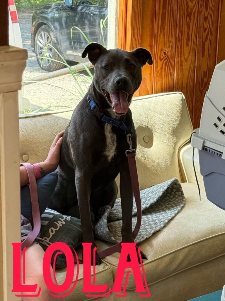 Tiana (Lola), a Adoptable Labrador Retriever in Rutherfordton, NC image 5/5