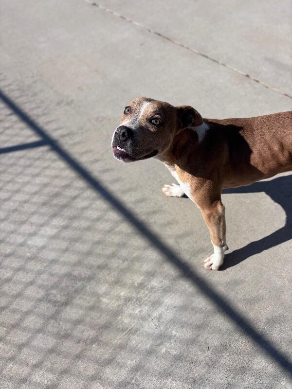 Jax, Adoptable, Adult Male Pit Bull Terrier & Mixed Breed.