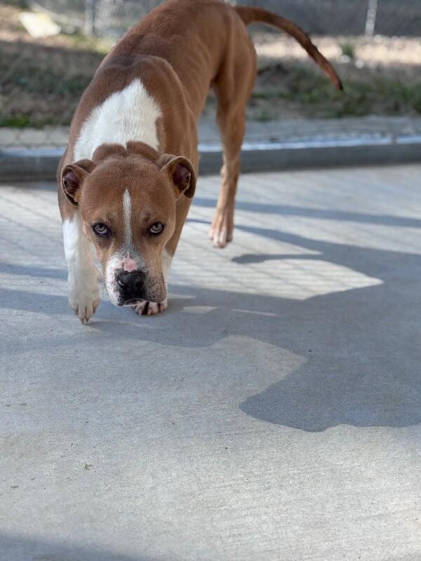 Jax, Adoptable, Adult Male Pit Bull Terrier & Mixed Breed.