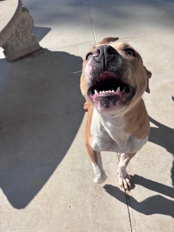 Enlarge Jax, a Adoptable mixed breed in Burgaw, NC image 2/6