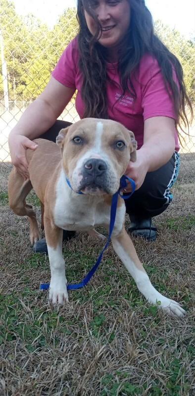 Enlarge Jax, a Adoptable mixed breed in Burgaw, NC image 1/1