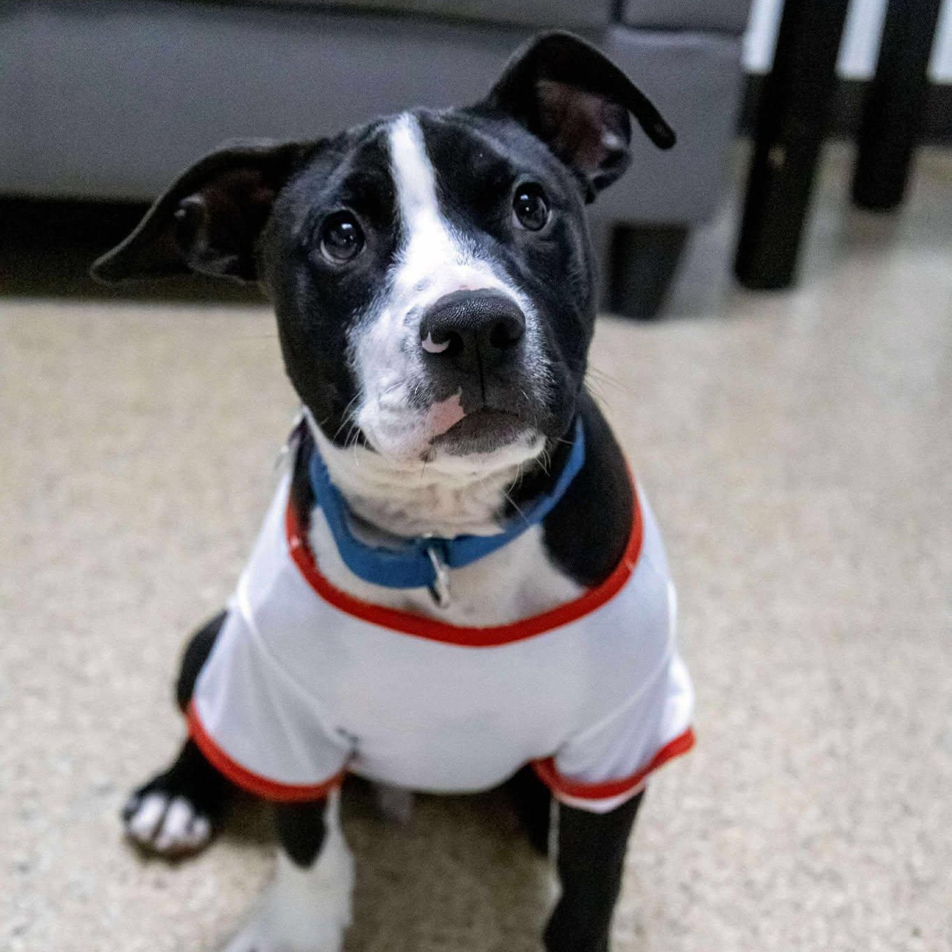 Ronnie, Adoptable, Young Male American Staffordshire Terrier.