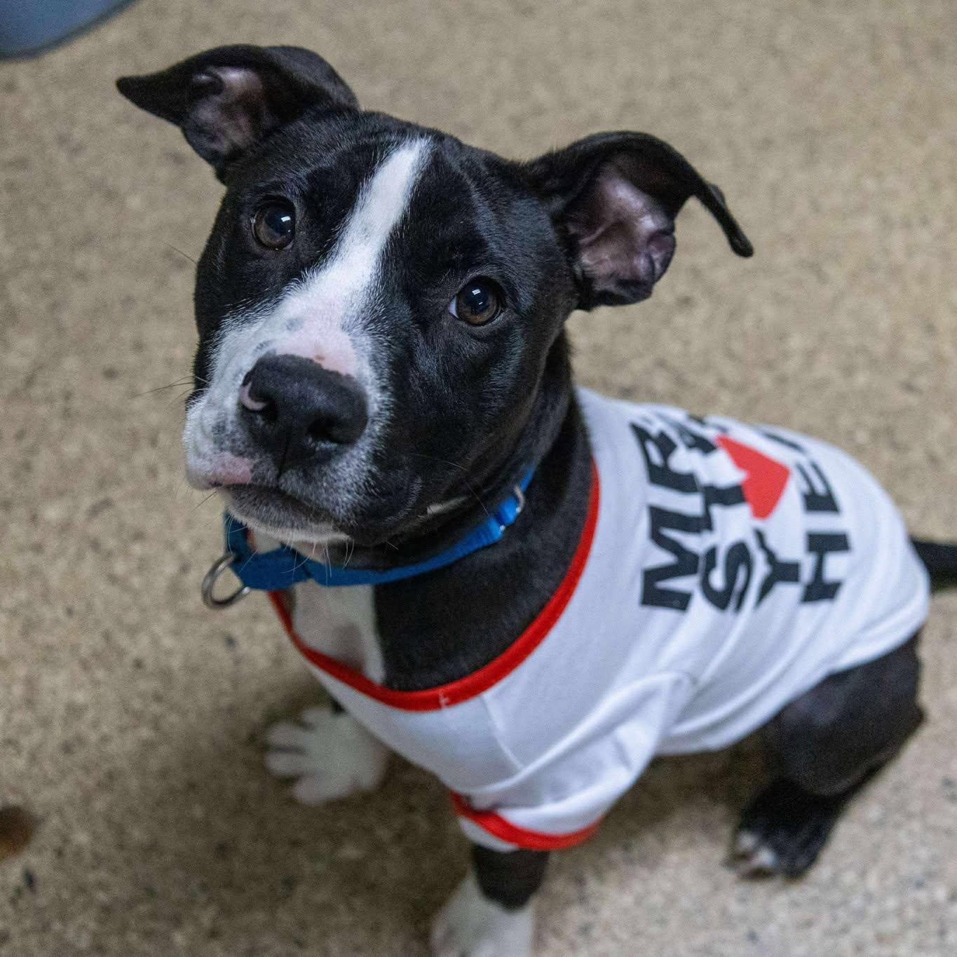 Enlarge Ronnie, a Adoptable American Staffordshire Terrier in Valparaiso, IN image 2/3