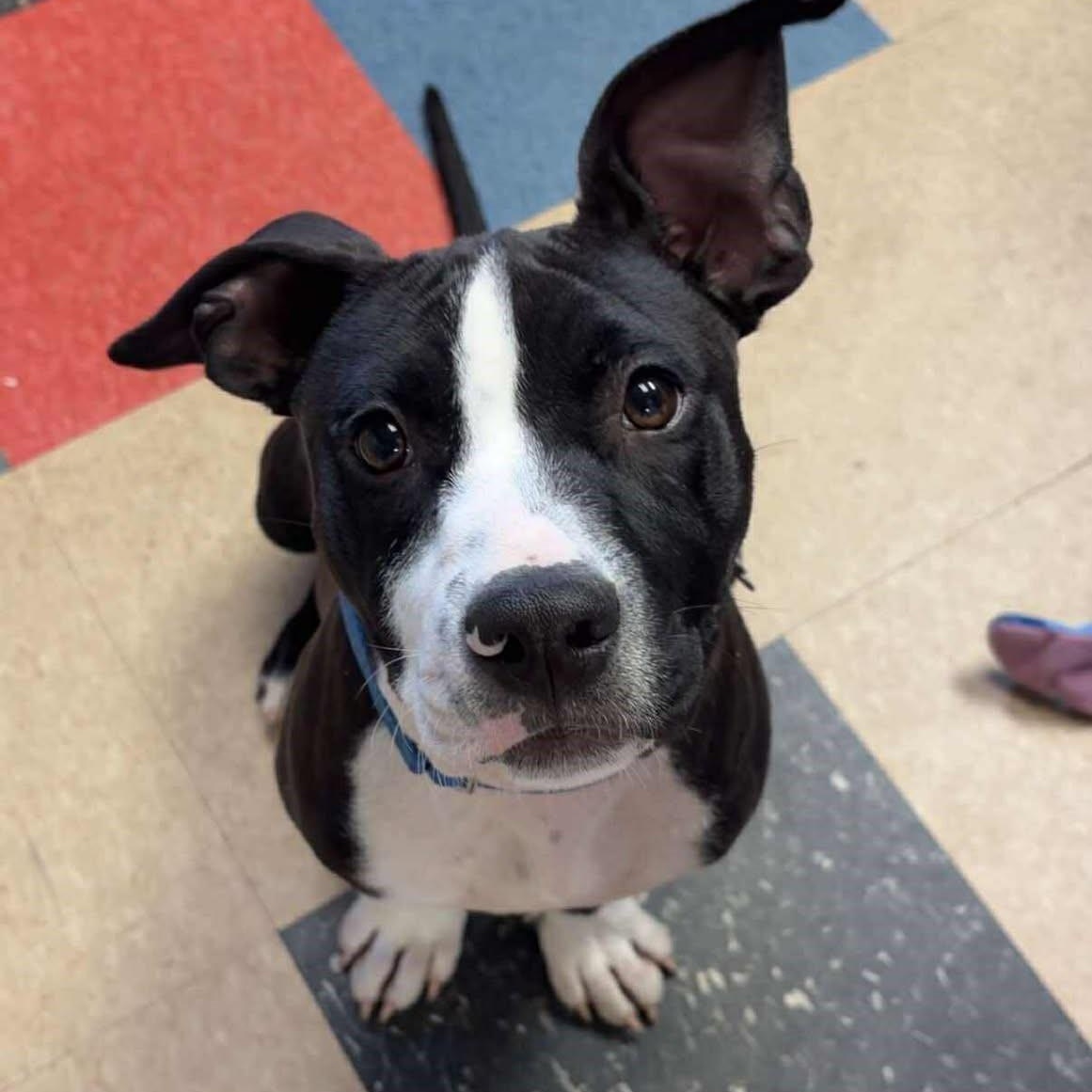 Enlarge Ronnie, a Adoptable American Staffordshire Terrier in Valparaiso, IN image 3/3