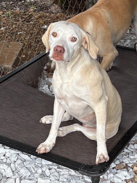Blondie, a ADOPTABLE mixed breed in Cairo, GA image 1/4