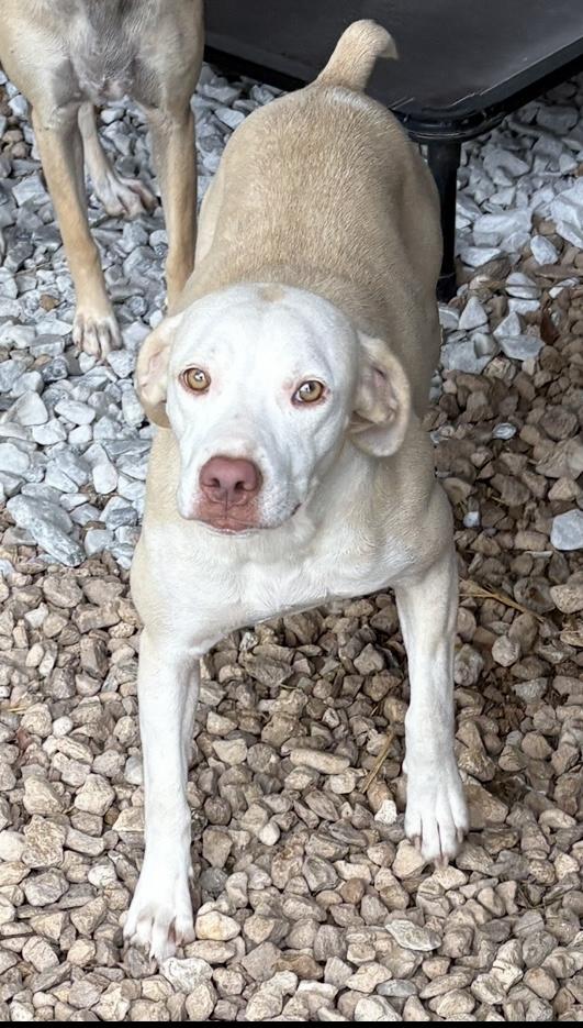 Blondie, a ADOPTABLE mixed breed in Cairo, GA image 4/4