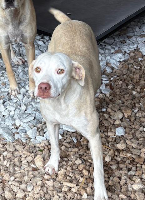 Blondie, a ADOPTABLE mixed breed in Cairo, GA image 2/4