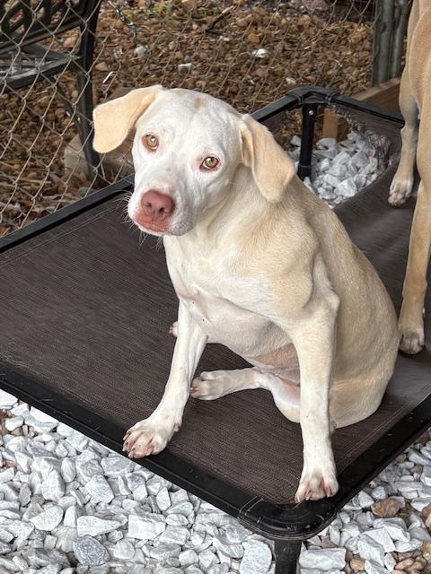 Blondie, a ADOPTABLE mixed breed in Cairo, GA image 3/4