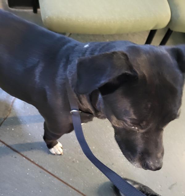 Enlarge Pen 142c Logan, a Adoptable mixed breed in Lawrenceville, GA image 1/1