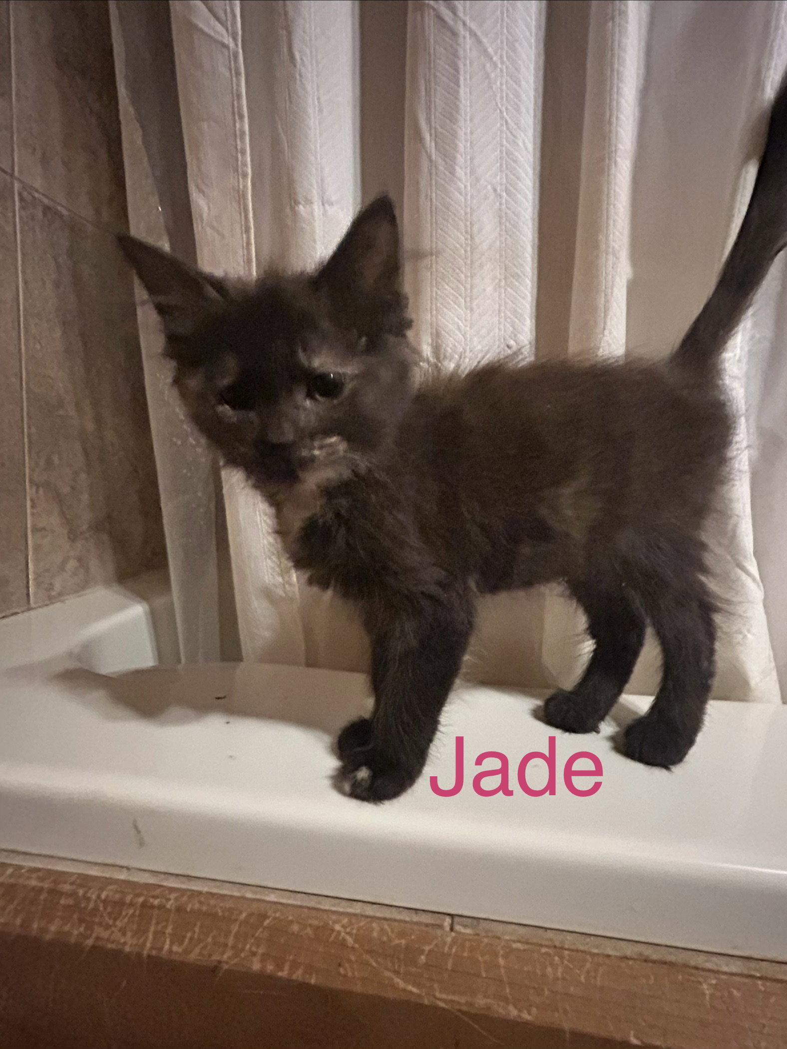 Enlarge Jade, a Adoptable Domestic Long Hair in Absecon, NJ image 2/2