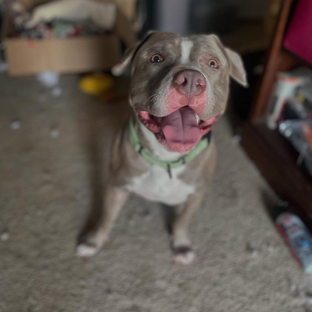 Willy, a Adoptable Pit Bull Terrier in Detroit, MI image 2/6