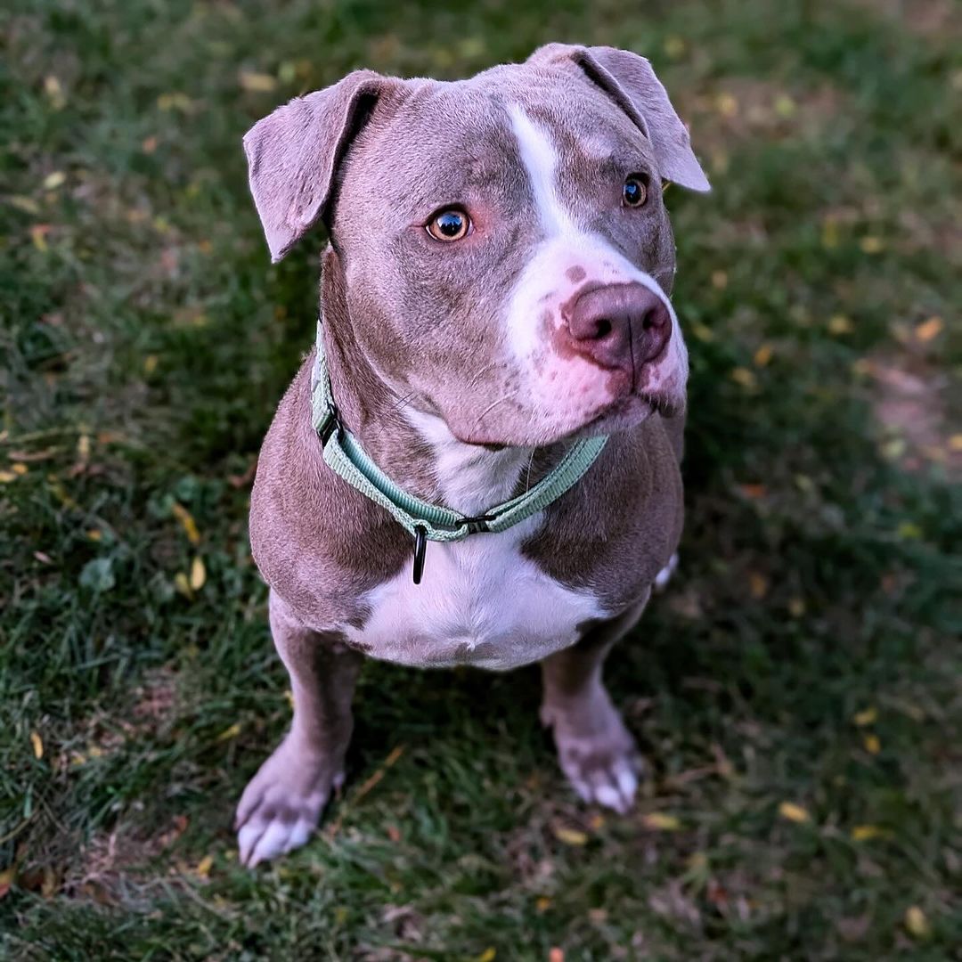 Willy, a Adoptable Pit Bull Terrier in Detroit, MI image 5/6