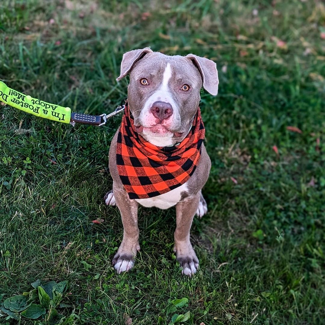 Willy, a Adoptable Pit Bull Terrier in Detroit, MI image 6/6