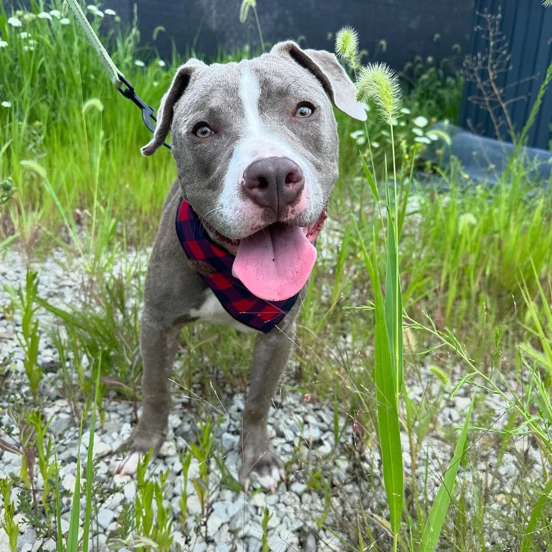 Willy, a Adoptable Pit Bull Terrier in Detroit, MI image 1/6