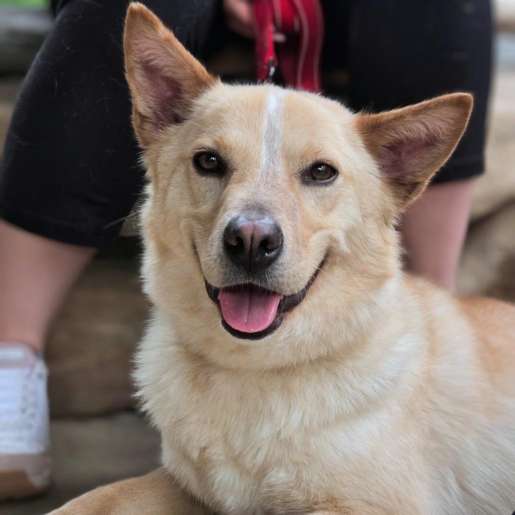 Frankie, Adoptable, Adult Male Cattle Dog.