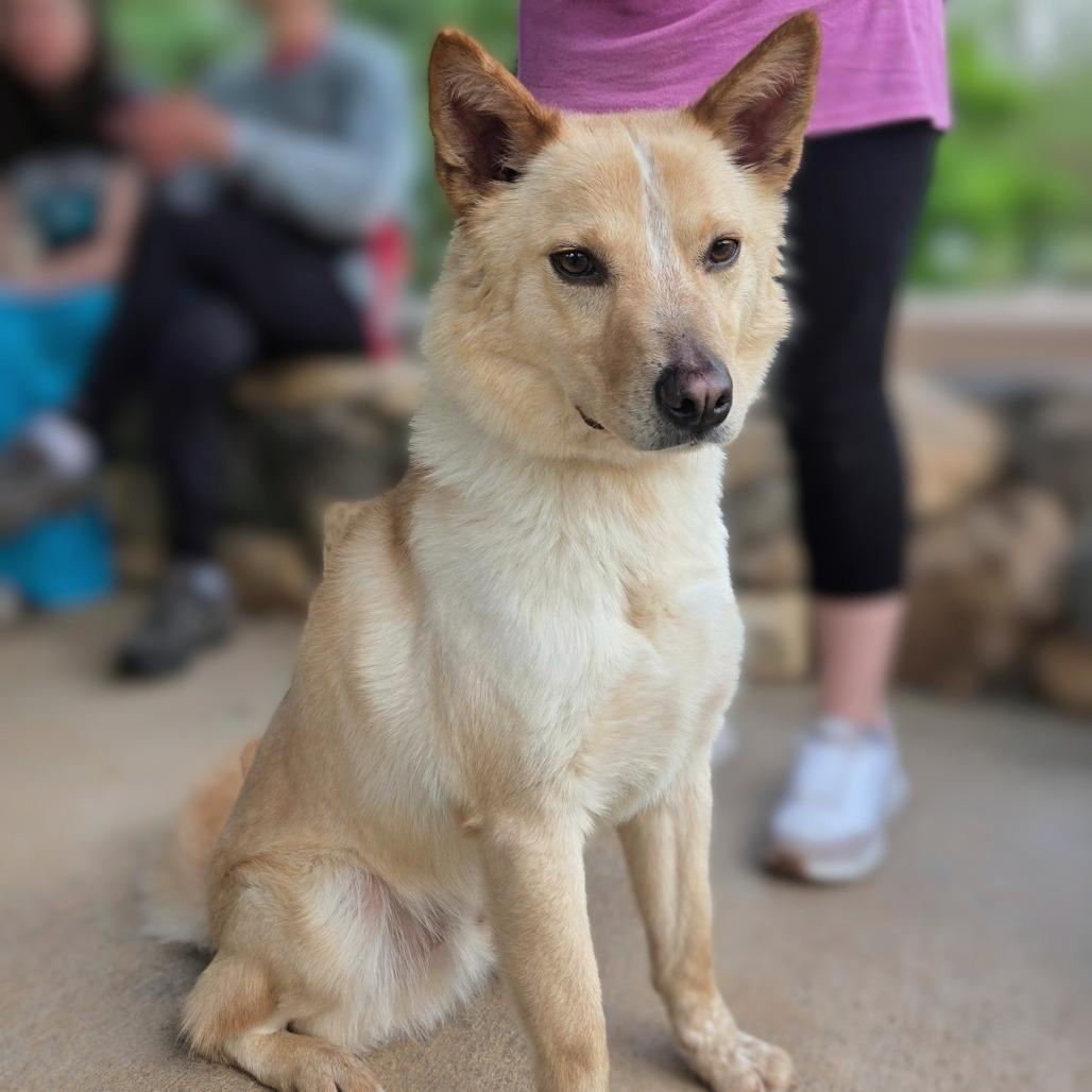 Frankie, a Adoptable Cattle Dog in Shelby, NC image 2/4